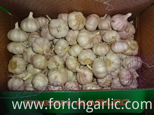 Normal White Garlic Exporter